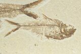 Two Detailed Fossil Fish (Diplomystus) - Wyoming #240378-2